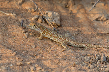 Naklejka na ściany i meble Saudi fringe-fingered lizard (Acanthodactylus gongrorhynchatus) in the desert sand looking for ants to eat.