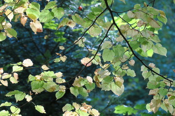Feuilles aux couleurs d’automne