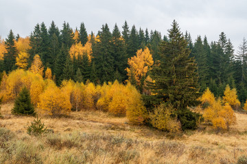 Autumn Landscape. Fall Scene.Trees and Leaves.