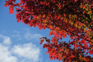 Feuilles aux couleurs d’automne