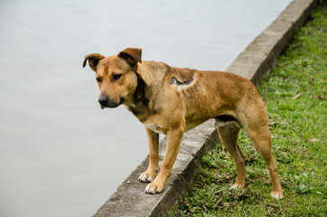 Injured mongrel stray male dog