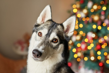 new year dog husky is sitting near the christmas tree