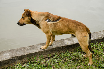 Injured mongrel stray male dog