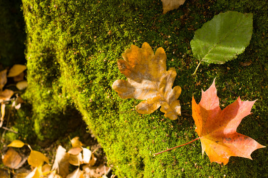 Autumn leaves on thunk. Autumn background. Natural background 