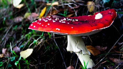 Fly Amanita / Roter Fliegenpilz