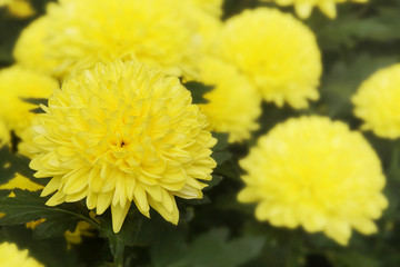 Blooming Yellow Chrysanthemum Flowers in the Garden