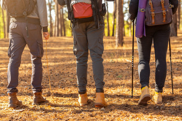 Legs of three hikers crossing forest in autumn