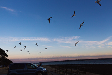 Birds at beach 3