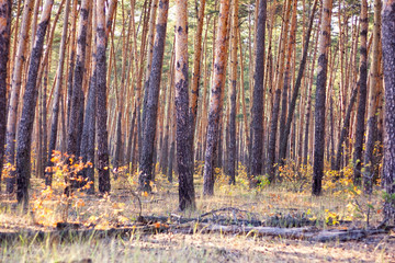 Pine forest, warm autumn season, sunny weather.
