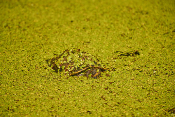 Turtle in a swamp