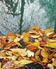 autumn leaves on ground