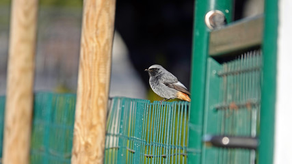 a beautiful black redstart perched on the fence