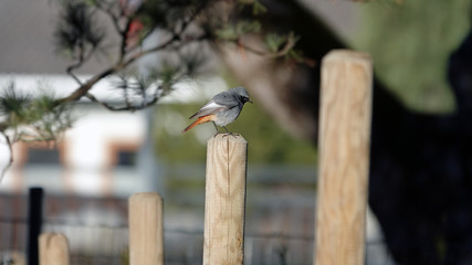 a beautiful black redstart perched on the fence