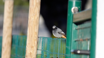 Fototapeta premium a beautiful black redstart perched on the fence