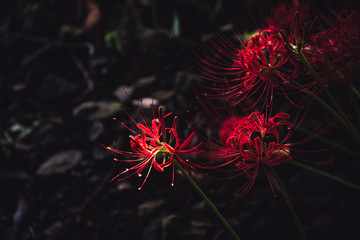 日陰で咲く彼岸花