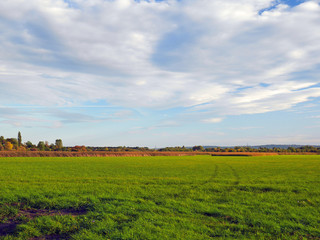 nature grass summer clouds