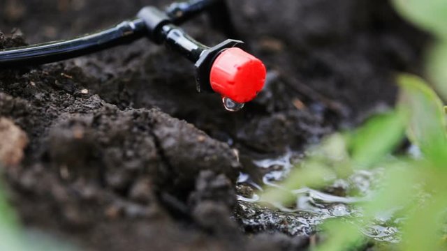 Drip irrigation tube of the garden with the water drops from the valves. Watering the garden. Gardening in the summer house in the spring and summer season. Soil moisture.