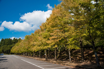 紅葉したいちょう並木と青空