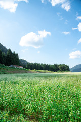 青空と満開の蕎麦の花