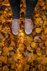 Legs in jeans and pink sneakers are on fallen yellow leaves in the park.