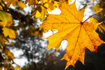 Yellow maple leaf in morning dew droplets and sunshine