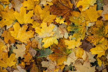 Naklejka na ściany i meble The fallen leaves of the maple are orange and yellow on the ground