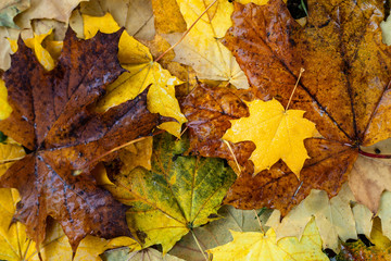 The fallen leaves of the maple are orange and yellow on the ground