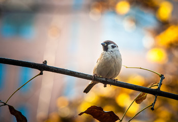 Sparrow sits on a tree branch on a background of trees with yellow leaves