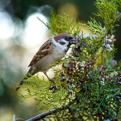 Sparrow eats juniper nuts on a tree branch