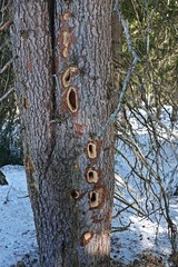 trunk of a tree with holes of the a woodpecker