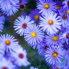 Asters of blue color in drops of morning dew .