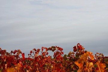 Landschaft von roten Weinblättern