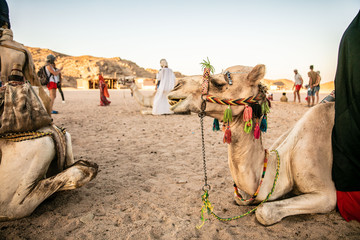 camels in desert