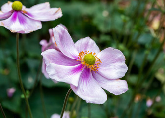 Fototapeta na wymiar Pink flower macro 
