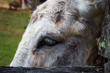 The Love of a Horse