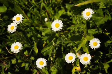 daisies: wonderful spring flowers
