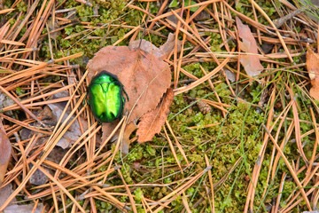 Green shiny beetle on the fallen dry leaf with selective focus on blurred autumn forest on background. Insect rose chafer (cetonia aurata) on orange leaves. Beautiful green insect. Scarab beetle. 