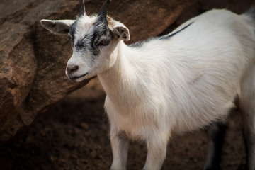 Naklejka na ściany i meble Adorable Goat