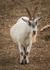 Adorable Goat