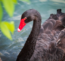 Fototapeta premium Black Swan