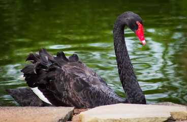 Obraz premium Black Swan