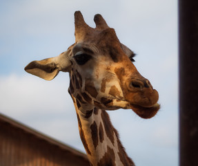 Gentle Giant Giraffe