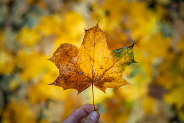 Yellow maple leaf in the hands on the background of fallen leaves