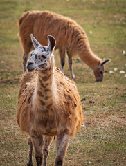 Alpaca
