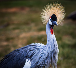 Funny Bird © Hollie