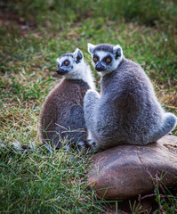 Lovable Lemur
