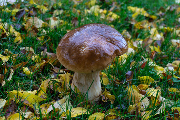 Boletus mushrooms