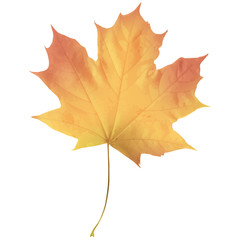 Realistic maple leaf isolated on white background