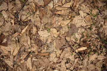 leafs on the ground