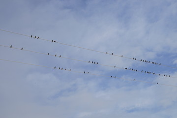 Vogelschwarm auf Stromleitungen